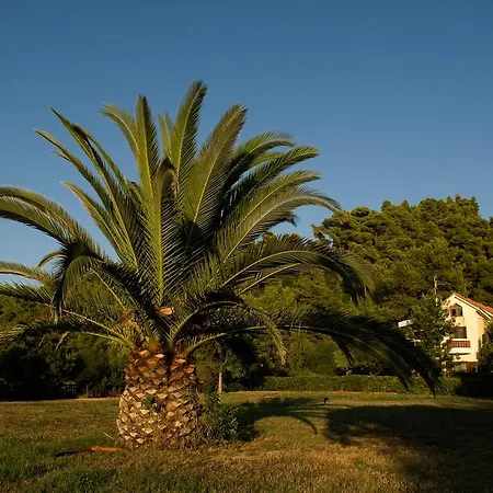 Amaryllis Summer Maisonettes * Posidi